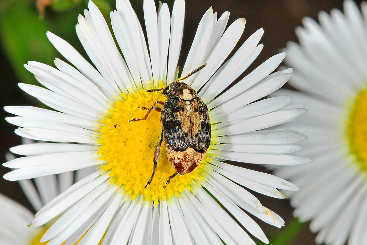 Megabruchidius dorsalis, Chrysomelidae Bruchinae